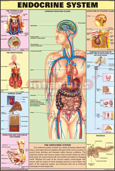 Endocrice System